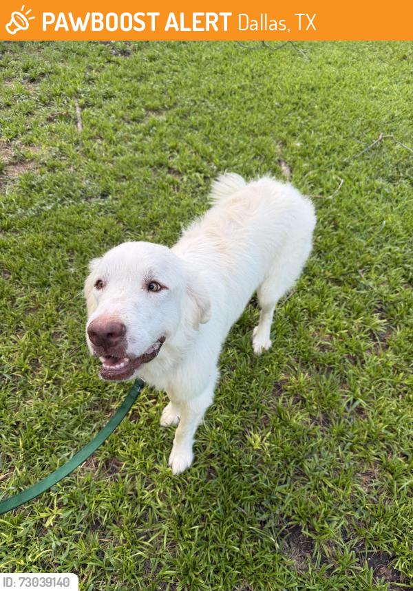 Found/Stray Male Dog last seen Ferguson/Gus Thomasson, Dallas, TX 75218
