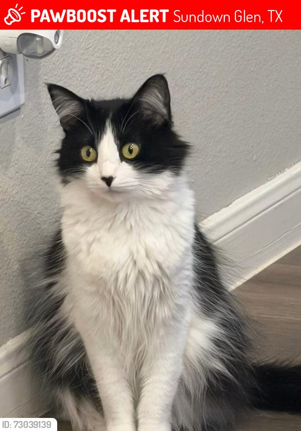 Lost Female Cat last seen Apache lake dr, Sundown Glen, TX 77449