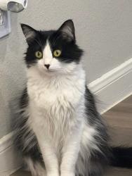 Lost Female Cat last seen Apache lake dr, Sundown Glen, TX 77449