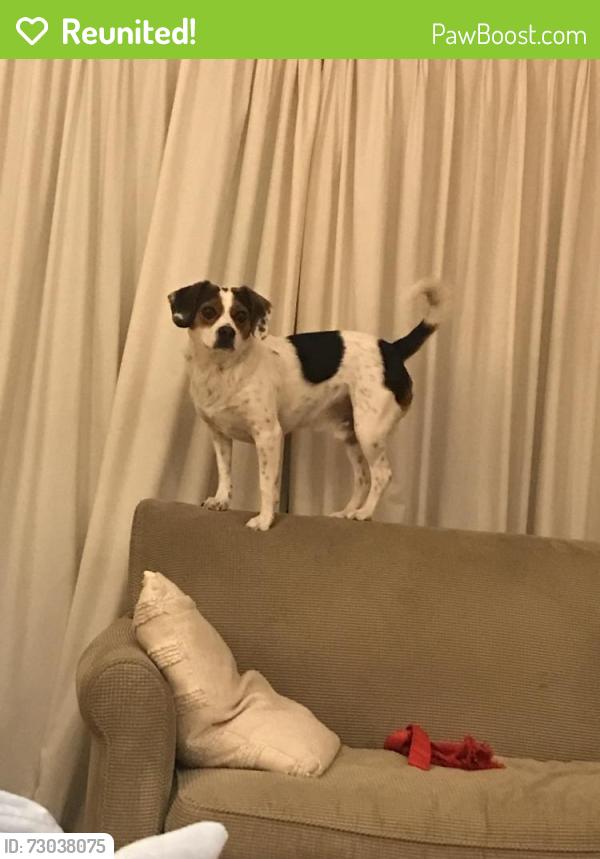 Reunited Male Dog last seen Massachusetts Ave /MacArthur Blvd , Bethesda, MD 20816