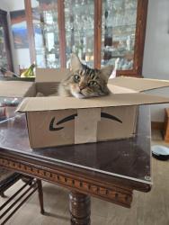 Lost Male Cat last seen 2 miles from Lone Pine exit of 79, Amity, PA 15311