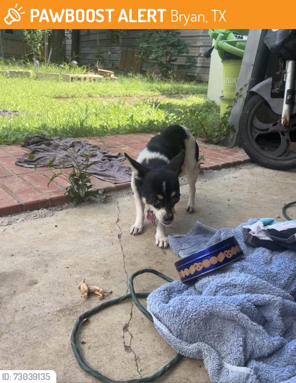 Found/Stray Female Dog last seen Maple Dr, Bryan, TX 77807