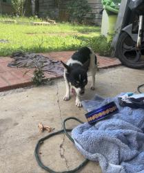Found/Stray Female Dog last seen Maple Dr, Bryan, TX 77807