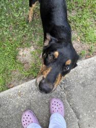 Found/Stray Female Dog last seen Near rosemont park, Orlando, FL 32808