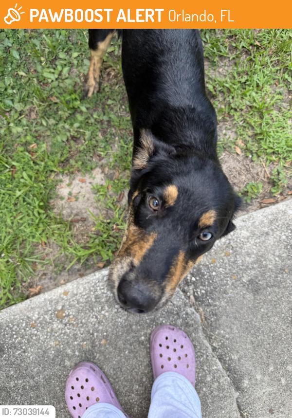Found/Stray Female Dog last seen Near rosemont park, Orlando, FL 32808