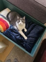 Reunited Male Cat last seen Near willow springs apmts , Puyallup, WA 98374