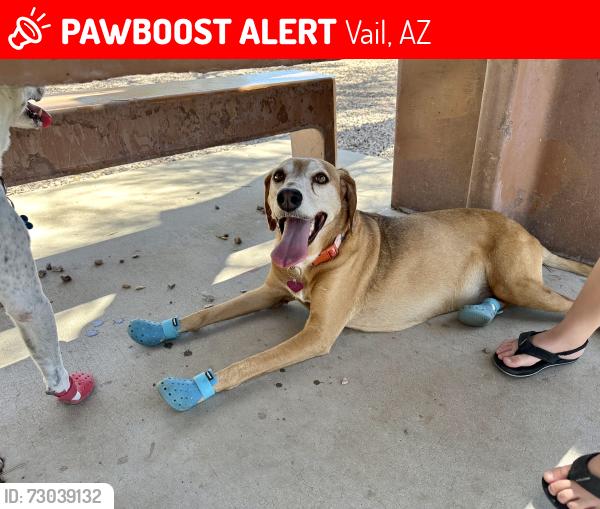 Lost Female Dog last seen Cienega Highschool, E Mary Ann Cleveland Way, Vail, AZ 85641