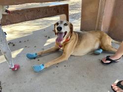 Lost Female Dog last seen Cienega Highschool, E Mary Ann Cleveland Way, Vail, AZ 85641