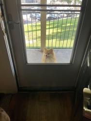 Found/Stray Male Dog last seen Burton hill Rd, Westworth Village, TX 76114