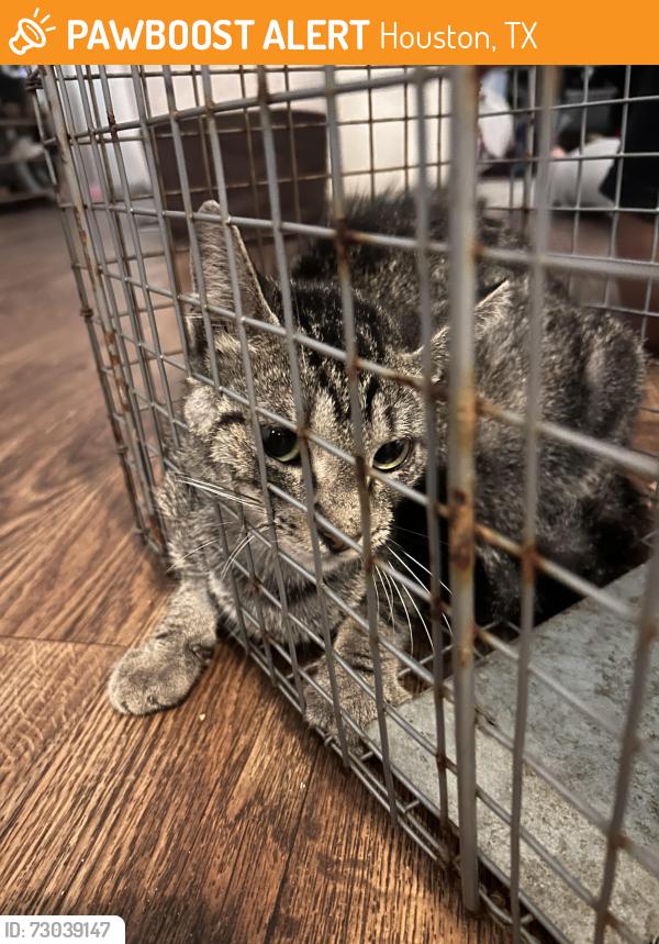 Found/Stray Unknown Cat last seen wayforest drive 77060, Houston, TX 77060