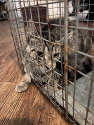 Found/Stray Unknown Cat last seen wayforest drive 77060, Houston, TX 77060