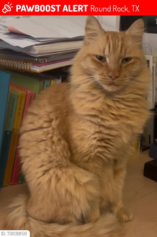 Lost Male Cat last seen Timberwood Dr. & Rye St., Round Rock, TX 78664