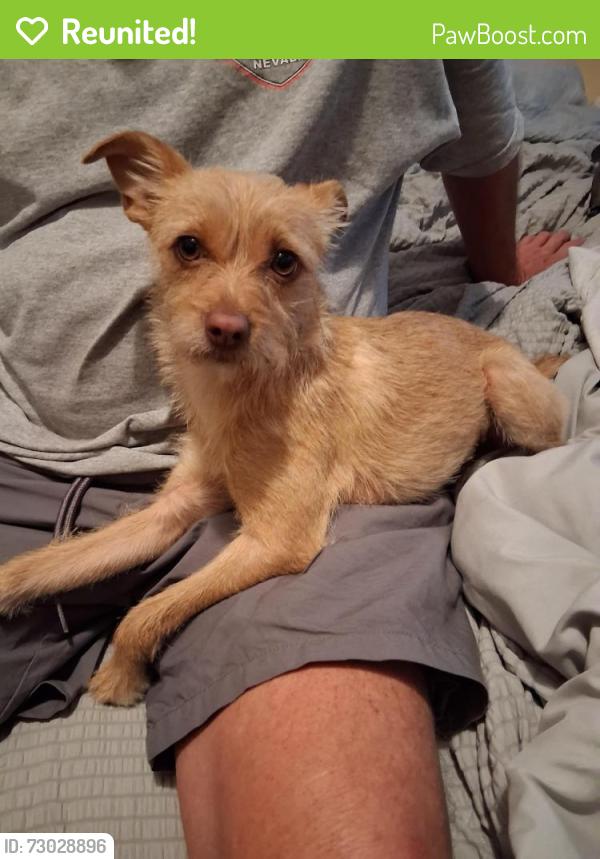 Reunited Female Dog last seen Eastman and Fulton close to the Taco bell , San Diego, CA 92111
