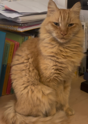 Lost Male Cat last seen Timberwood Dr. & Rye St., Round Rock, TX 78664
