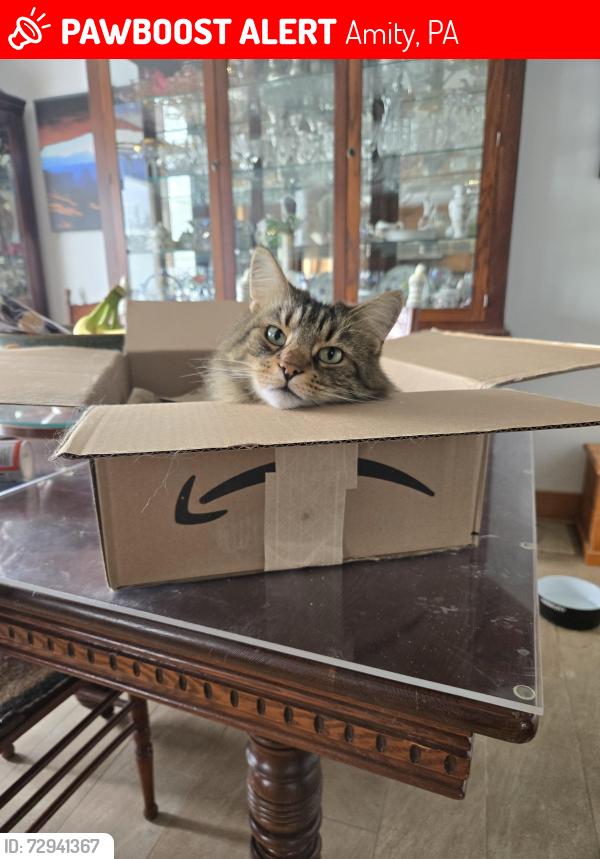 Lost Male Cat last seen 2 miles from Lone Pine exit of 79, Amity, PA 15311