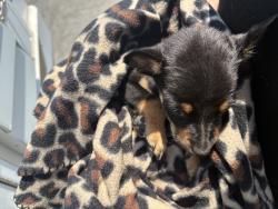 Shelter Stray Female Dog last seen Near E Belmont Drive, SALT LAKE CITY, UT, 84111, 511 W 3900 S, Salt Lake City, UT 84123, USA