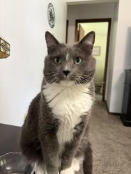 Lost Male Cat last seen South G St Indianola Ia, Indianola, IA 50125