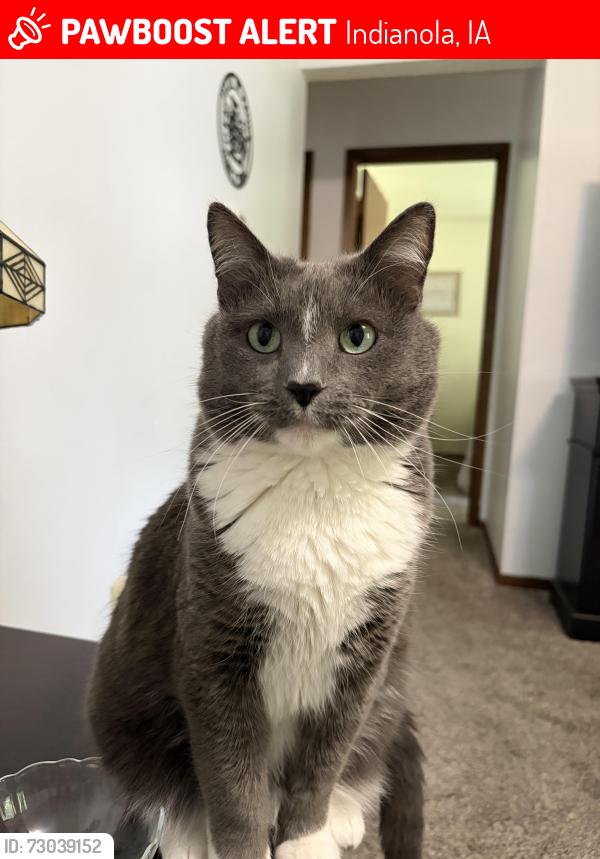 Lost Male Cat last seen South G St Indianola Ia, Indianola, IA 50125