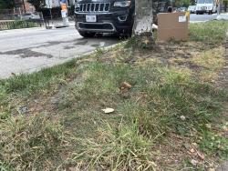 Found/Stray Unknown Cat last seen 4th & Decatur Street NW, Washington, DC 20011