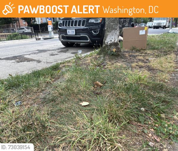 Found/Stray Unknown Cat last seen 4th & Decatur Street NW, Washington, DC 20011