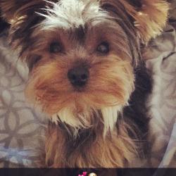 Reunited Female Dog last seen Rives Avenue & Stewart and Gray, Downey, CA 90242