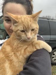Lost Female Cat last seen Beechcroft Rd on boarder of Spring Hill & Columbia, TN, Spring Hill, TN 37174