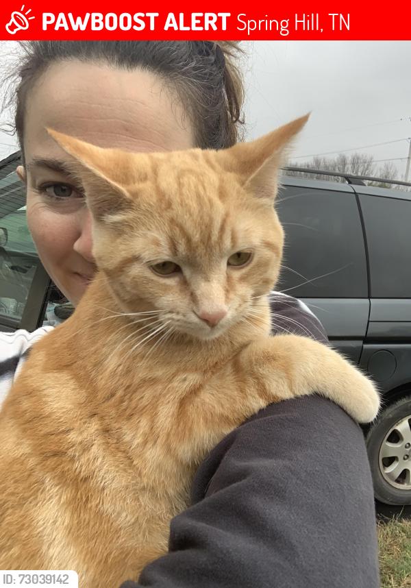 Lost Female Cat last seen Beechcroft Rd on boarder of Spring Hill & Columbia, TN, Spring Hill, TN 37174