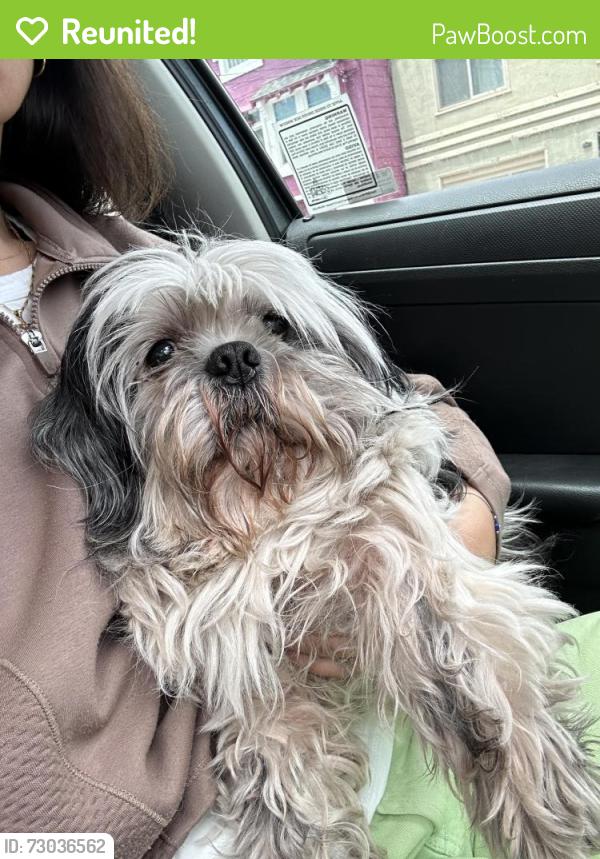 Reunited Male Dog last seen Avalon and Madrid, San Francisco, CA 94112