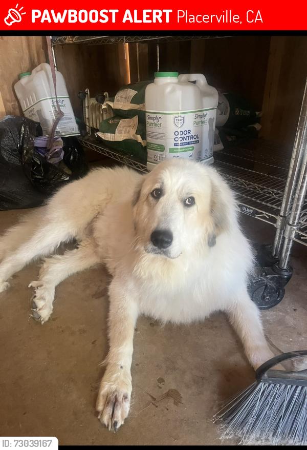 Lost Female Dog last seen Lotus/Coloma/Gold Hill area, Placerville, CA 95667