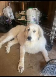 Lost Female Dog last seen Lotus/Coloma/Gold Hill area, Placerville, CA 95667