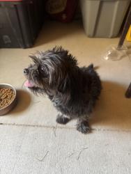 Found/Stray Female Dog last seen Saguaro point st, Sunrise Manor, NV 89115