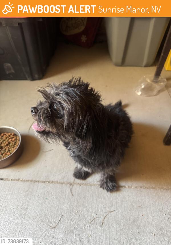 Found/Stray Female Dog last seen Saguaro point st, Sunrise Manor, NV 89115