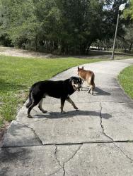 Found/Stray Male Dog last seen Near rosemont park, Orlando, FL 32808