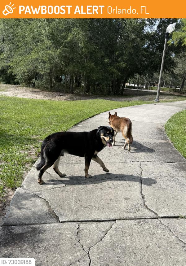 Found/Stray Male Dog last seen Near rosemont park, Orlando, FL 32808