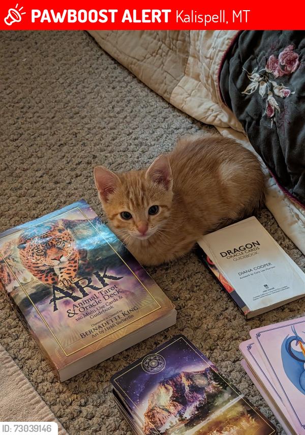 Lost Male Cat last seen orchard village appartments, 49 appleway drive #1, Kalispell, MT 59901