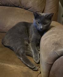 Lost Male Cat last seen Fieldstone lane in beacon woods, Hudson, FL 34667
