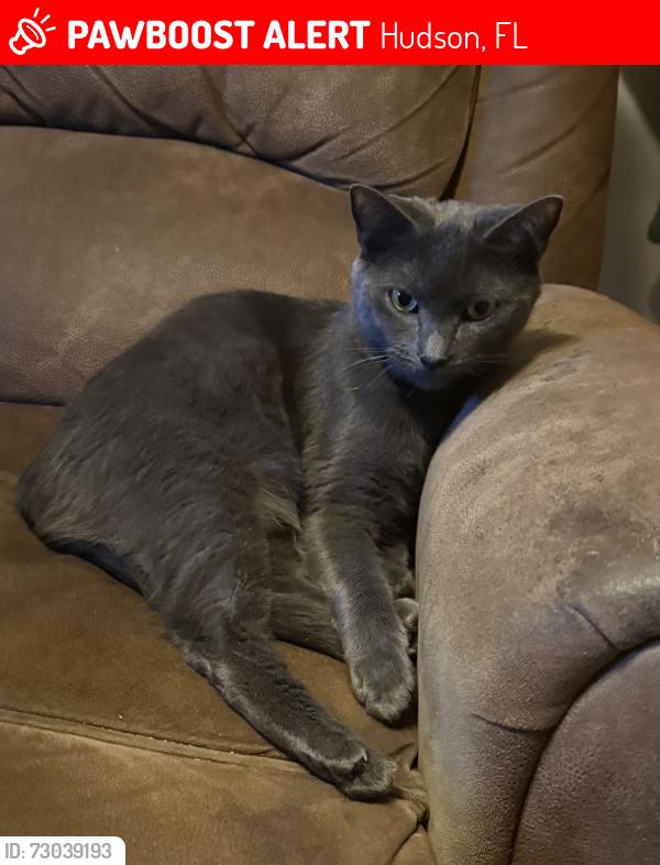 Lost Male Cat last seen Fieldstone lane in beacon woods, Hudson, FL 34667