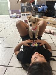 Lost Female Dog last seen Marin ave, Modesto, CA 95358