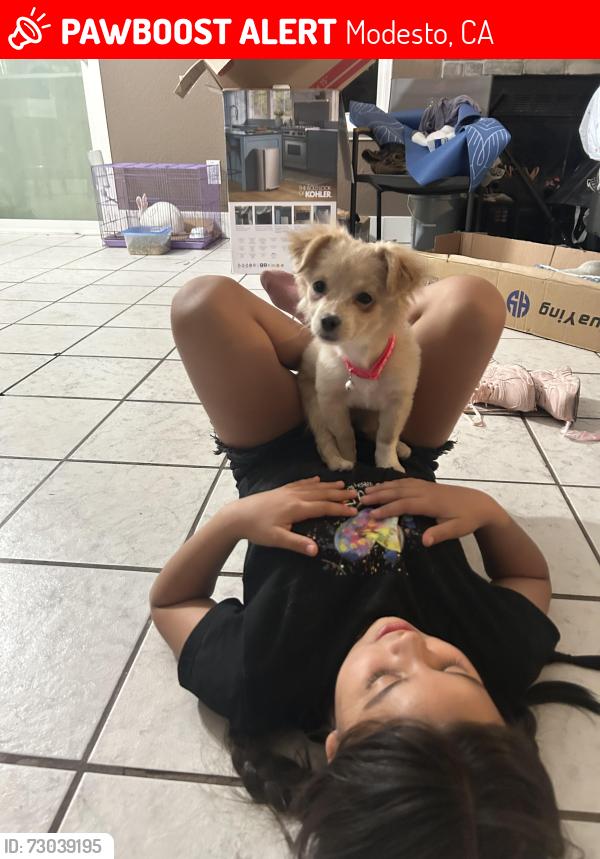 Lost Female Dog last seen Marin ave, Modesto, CA 95358