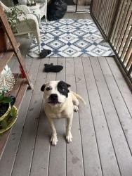 Found/Stray Male Dog last seen Near Mizpah Church, Rome, GA 30161