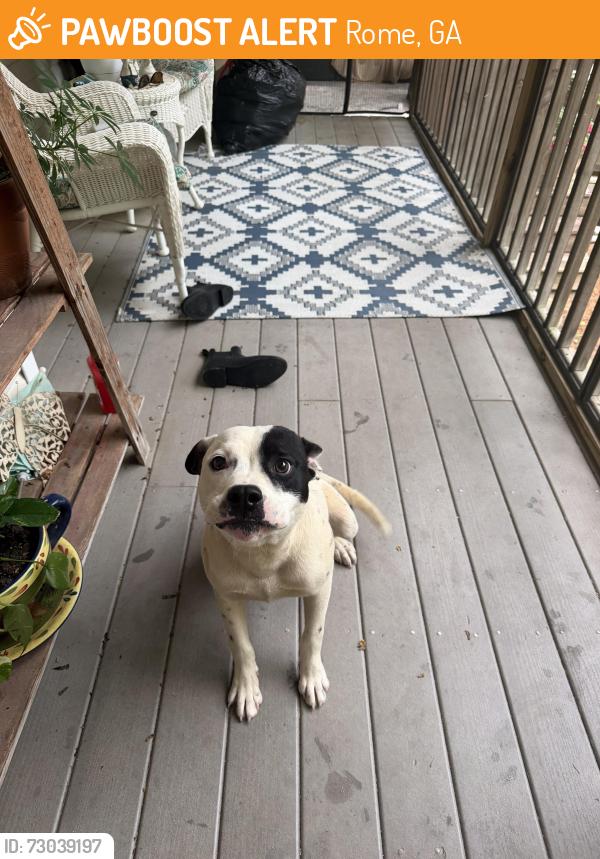 Found/Stray Male Dog last seen Near Mizpah Church, Rome, GA 30161