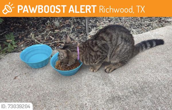 Found/Stray Male Cat last seen Richwood community garden, Richwood, TX 77531