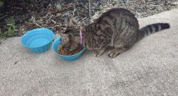 Found/Stray Male Cat last seen Richwood community garden, Richwood, TX 77531