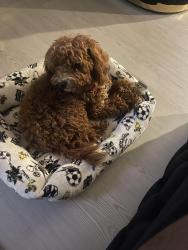 Lost Male Dog last seen Anniston pointe way , Harris County, TX 77493