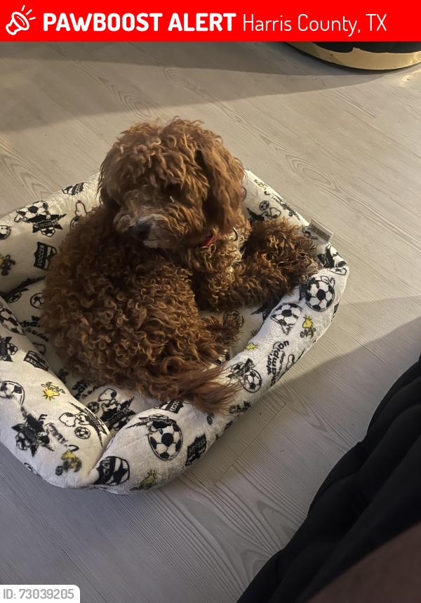 Lost Male Dog last seen Anniston pointe way , Harris County, TX 77493