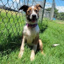 Shelter Stray Female Dog last seen , 2951 S 1st St, Cabot, AR 72023, USA