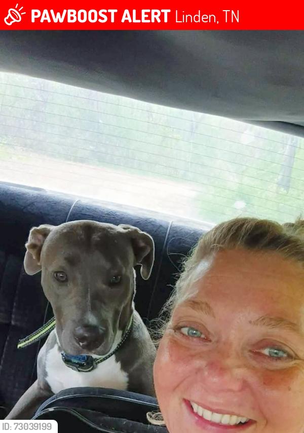 Lost Female Dog last seen Decaturville, tn, Linden, TN 37096