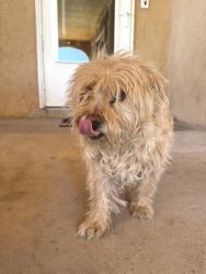 Found/Stray Unknown Dog last seen Hwy 47 Peralta Blvd, Peralta, NM 87042