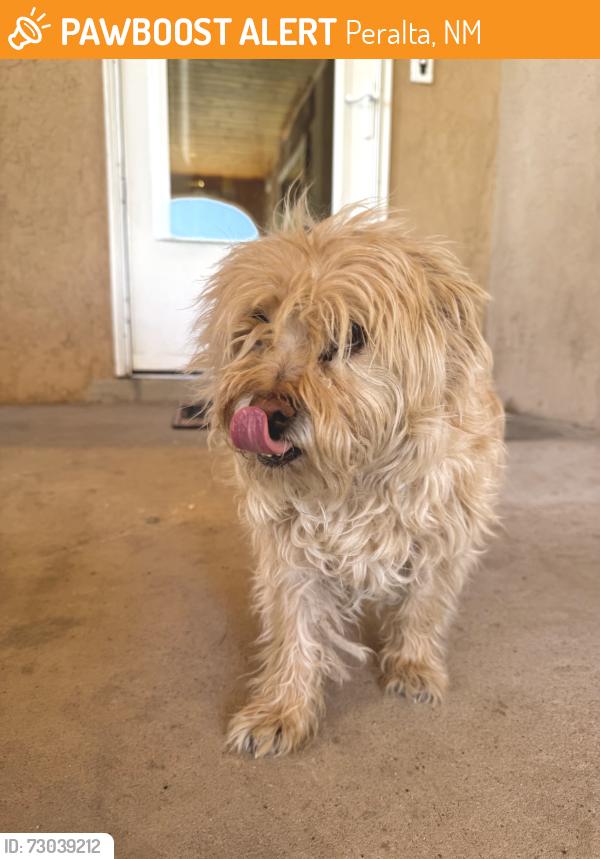 Found/Stray Unknown Dog last seen Hwy 47 Peralta Blvd, Peralta, NM 87042