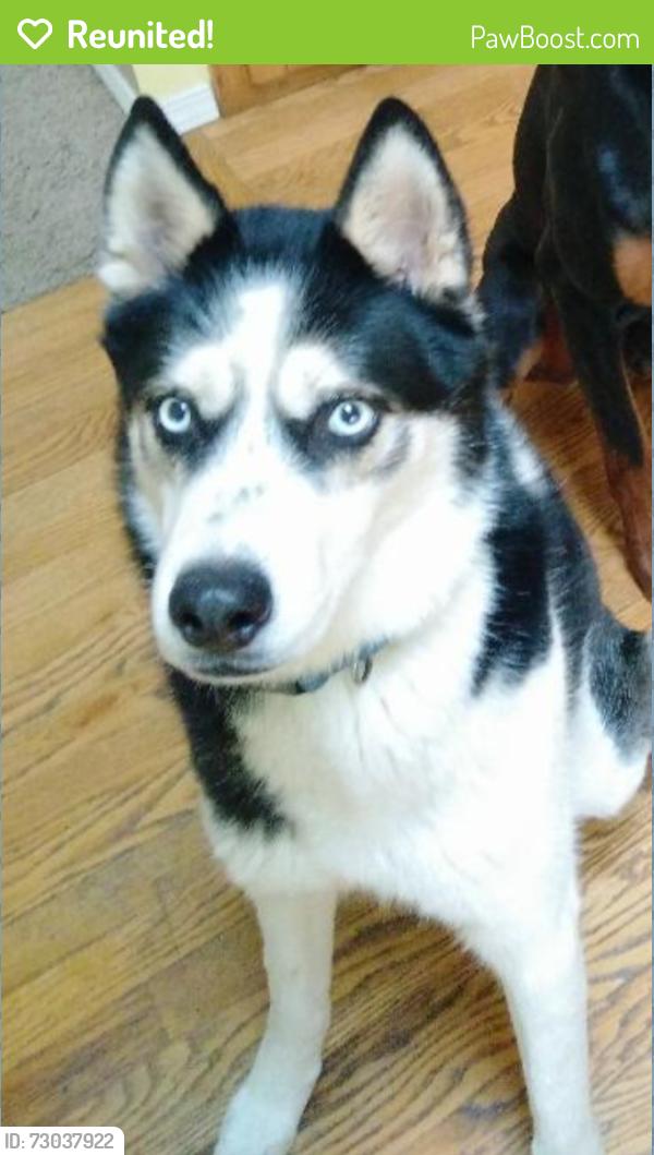 Reunited Male Dog last seen SE 225th Ct, Kent, WA 98031
